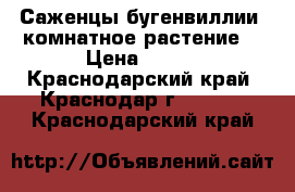 Саженцы бугенвиллии, комнатное растение. › Цена ­ 100 - Краснодарский край, Краснодар г.  »    . Краснодарский край